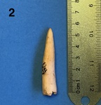Antler Tine Projectile Point by Chucalissa Museum