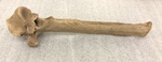 Bison Leg Bone by Chucalissa Museum