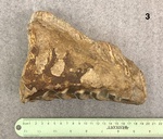 Mammoth Tooth Fossil by Chucalissa Museum