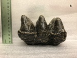 Mastodon Tooth Cast by Chucalissa Museum