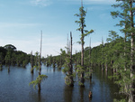 2007-05-17 No. 013 Bayou DeSiard-Monroe LA by John M. Shaw