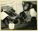 Memphis Zoo, 1952