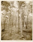 Davies Plantation woods, undated