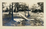 Peacock in Overton Park, Memphis, circa 1920