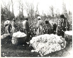 Cotton pickers