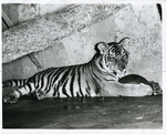 Memphis State University mascot TOM the Tiger, 1970s